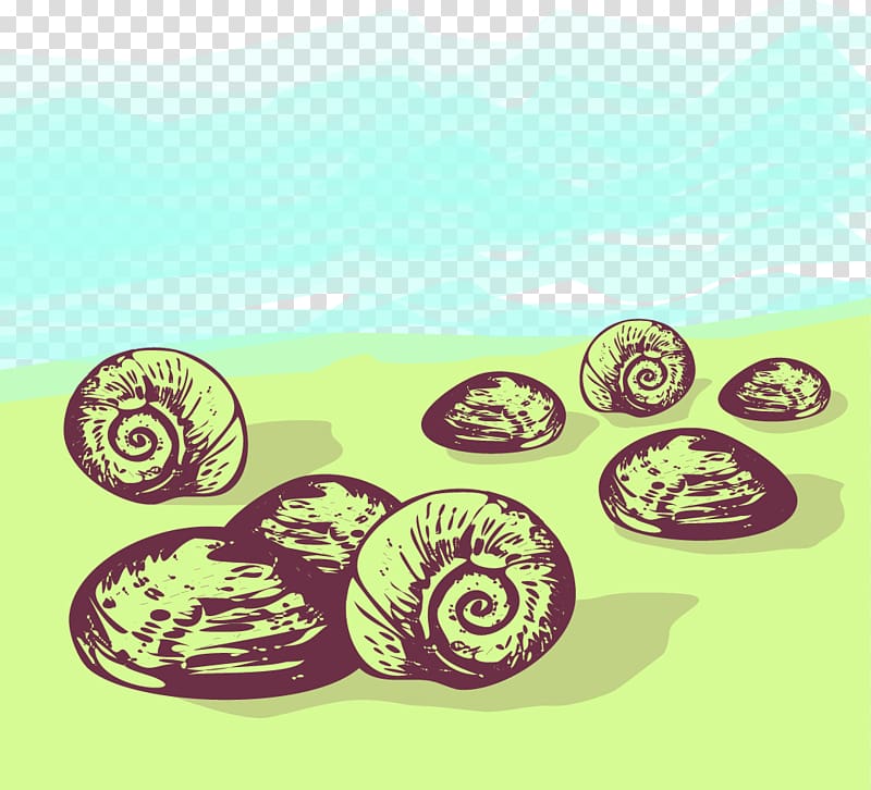 Sea snail Euclidean , conch transparent background PNG clipart