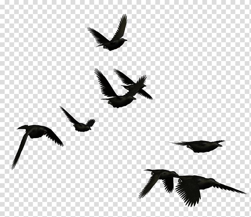 crows transparent background PNG clipart