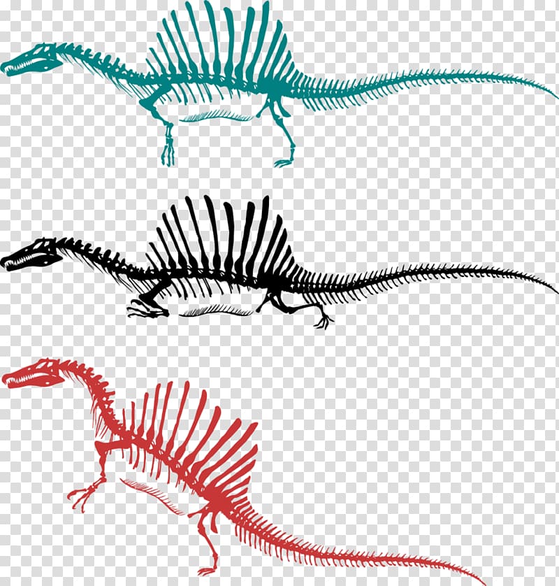 Spinosaurus Tyrannosaurus Skeleton Bipedalism Dinosaur, Skeleton transparent background PNG clipart