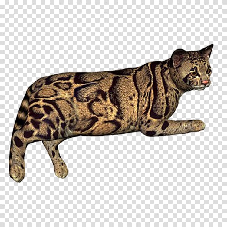 Leopard Cheetah Eurasian lynx, leopard transparent background PNG clipart