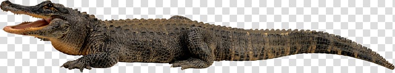Papua New Guinea New Guinea crocodile Saltwater crocodile, Crocodile transparent background PNG clipart