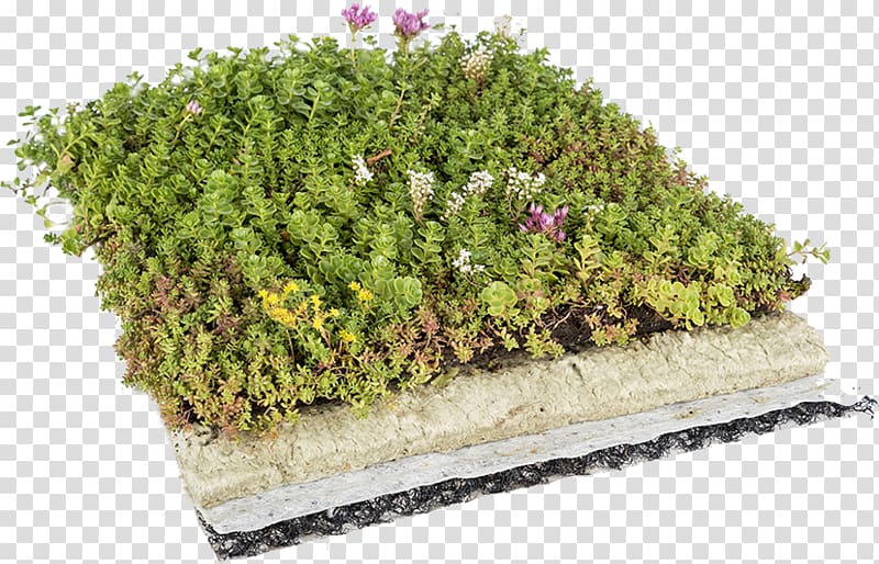 Green roof Dachdeckung Architectural engineering Roof garden, stonecrop transparent background PNG clipart