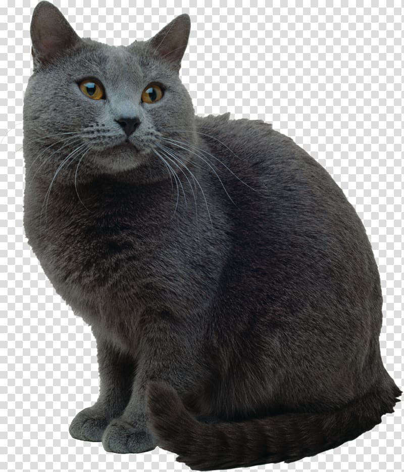 Korat British Shorthair Russian Blue Chartreux Nebelung, british cat transparent background PNG clipart