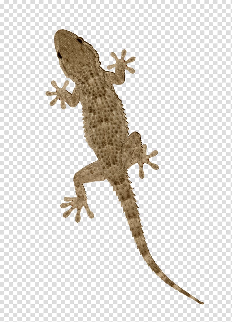 Agama Tokay gecko Lizard Reptile, lizard transparent background PNG clipart