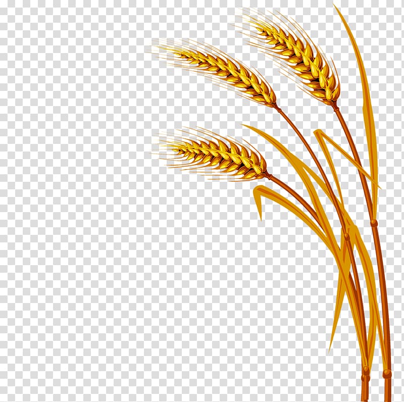 Wheat Encapsulated PostScript , wheat transparent background PNG clipart