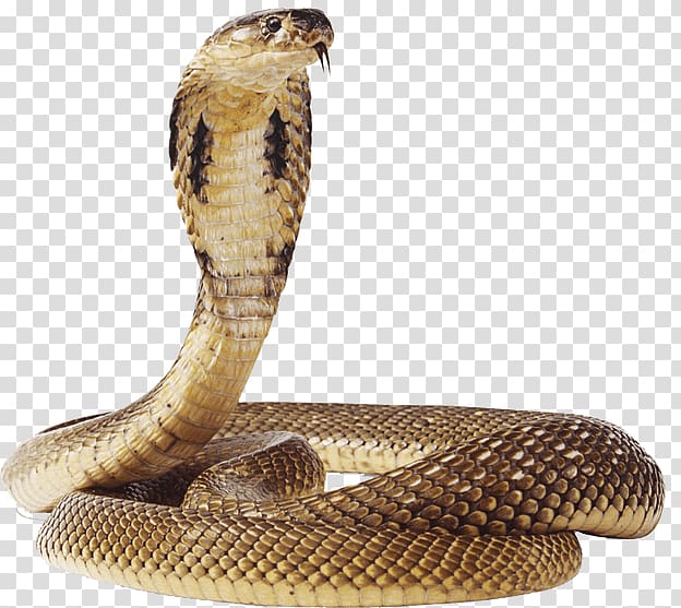 brown cobra, Snake Vipers Reptile , snake transparent background PNG clipart