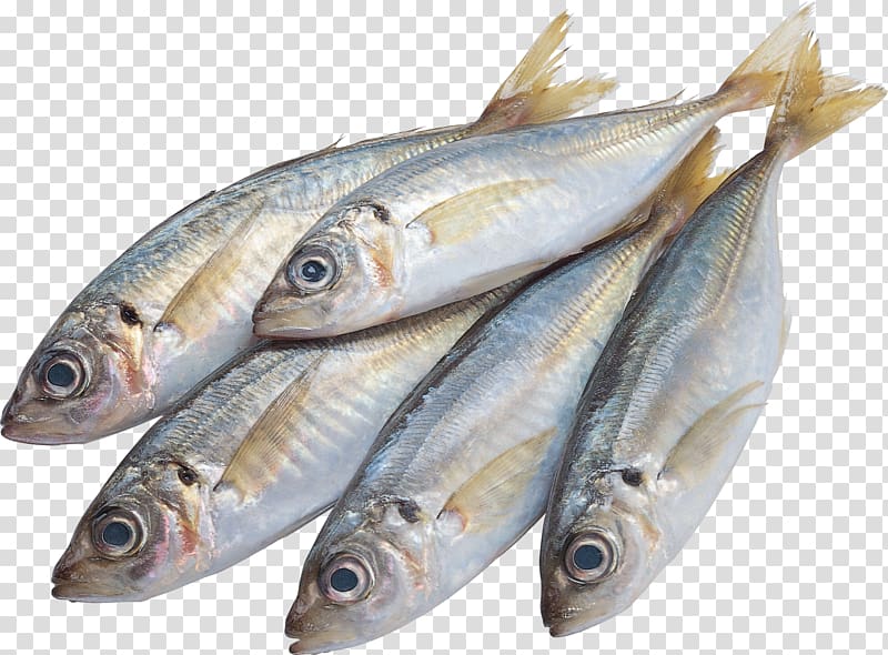 five gray fish illustration, Sushi Sashimi Fish as food , Fish transparent background PNG clipart