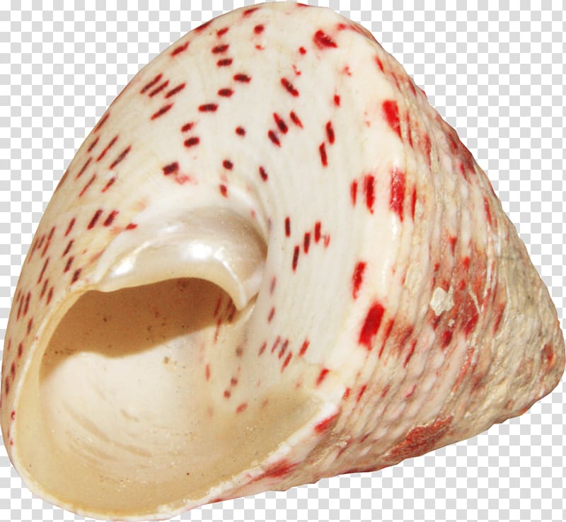 Seashell Conch, Red spots pretty conch transparent background PNG clipart