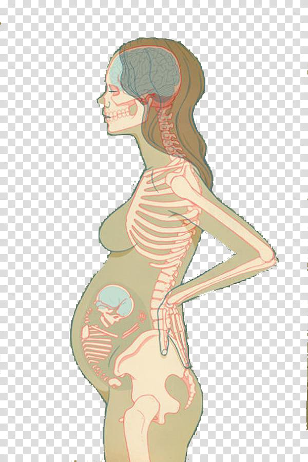 u5b55u5987 Illustration, Illustration of pregnant women with bones transparent background PNG clipart