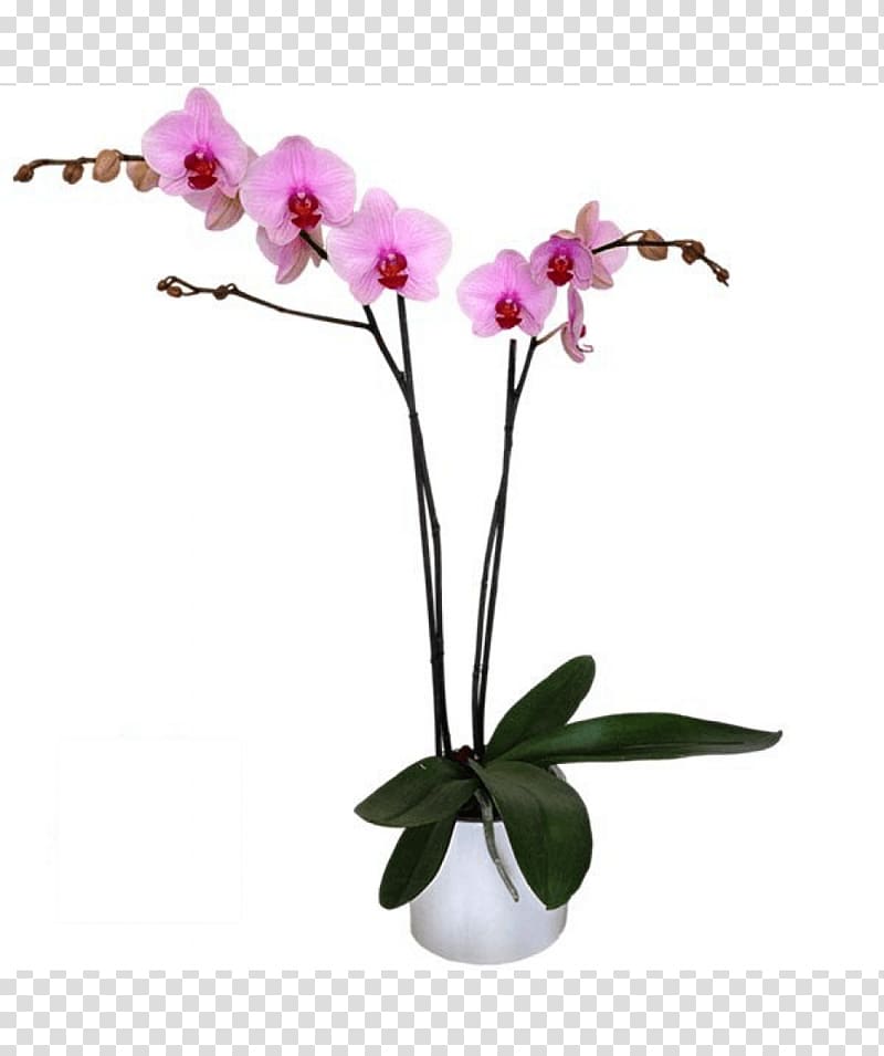 Moth orchids Cut flowers Pink M Flowerpot Plant stem, orquideas transparent background PNG clipart