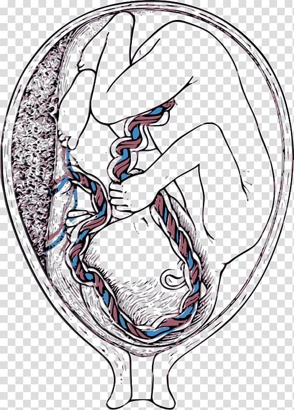 Percutaneous umbilical cord blood sampling Placenta Umbilical artery Umbilical vein, mother-to-be transparent background PNG clipart