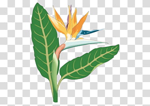 Bird Of Paradise Flower transparent background PNG cliparts free