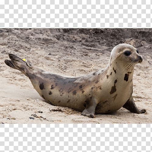 Harbor seal Sea lion Pinniped Terrestrial animal, harbor seal transparent background PNG clipart