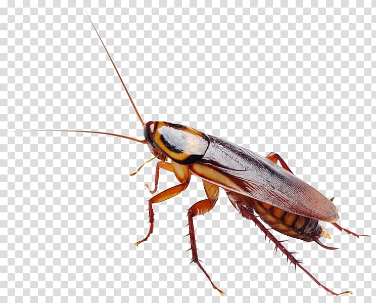 Massachusetts Cockroach Insect Rat Pest Control, cockroach transparent background PNG clipart