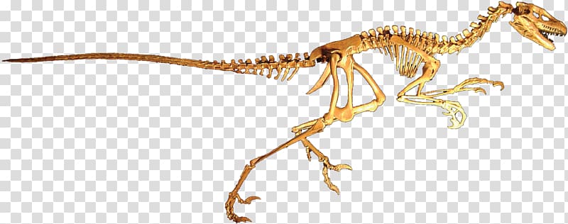 Dromaeosaurus Dinosaur Velociraptor Deinonychus Tyrannosaurus, clean transparent background PNG clipart