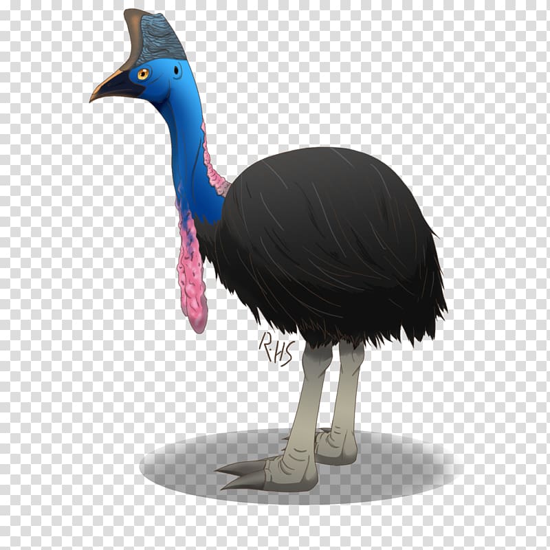 Common ostrich Cassowary Emu Fauna Feather, feather transparent background PNG clipart