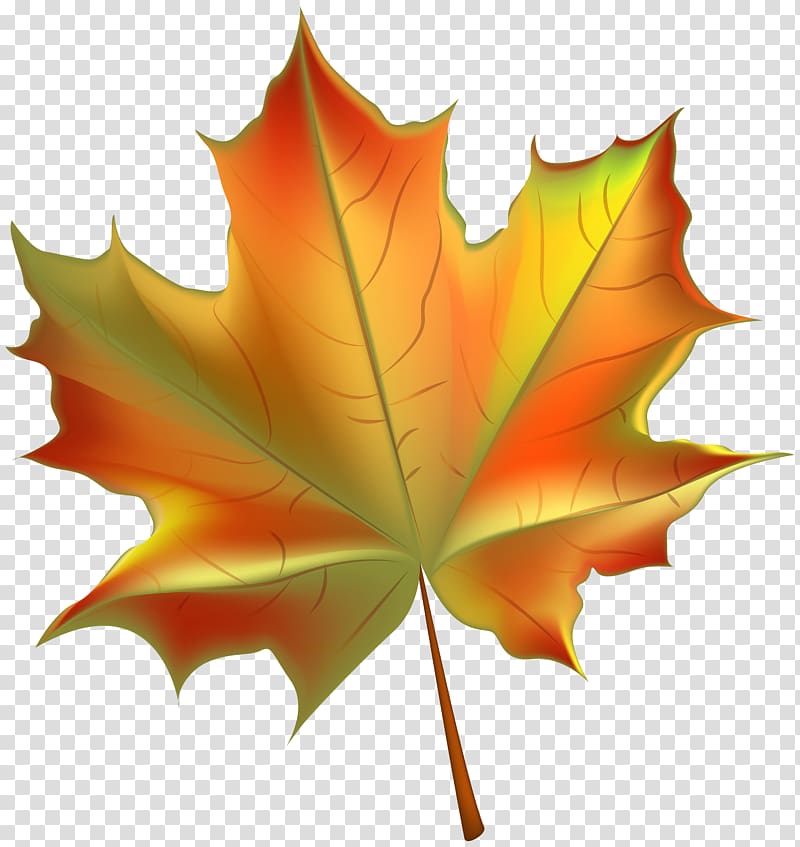 brown and red maple leaf, Autumn leaf color , Beautiful Autumn Leaf transparent background PNG clipart