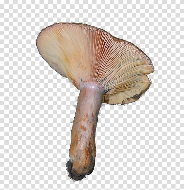 Pleurotus eryngii Mushroom Agaricus, cantharellus cibarius transparent background PNG clipart