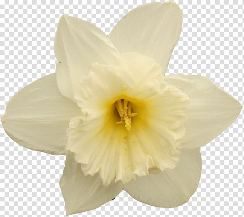 Narcissus Flowering plant Petal Flowering plant, Narcissus transparent background PNG clipart