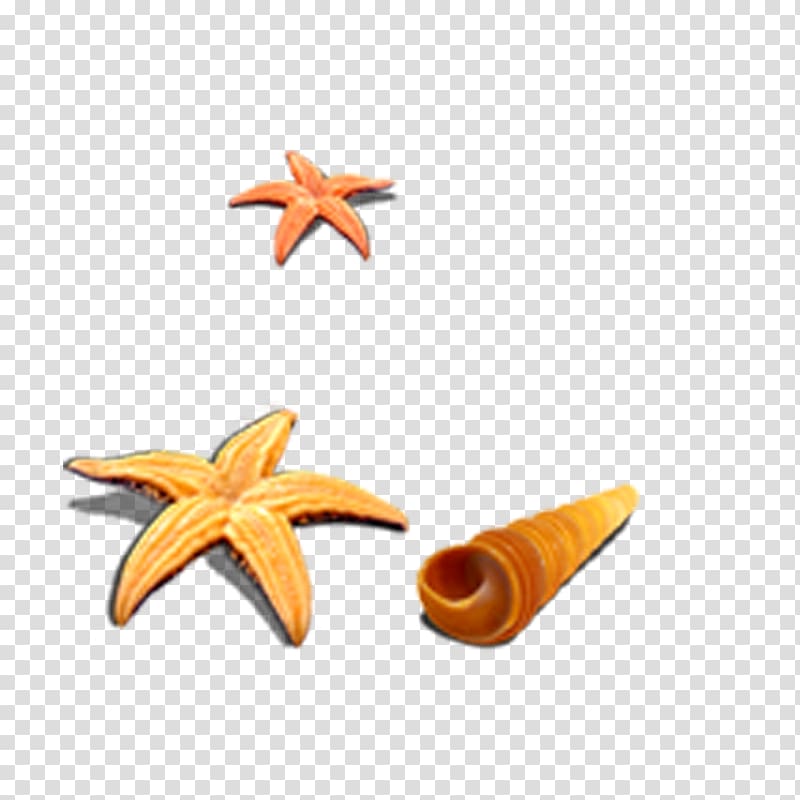 Starfish Shell Beach Seashell Icon, Starfish shells transparent background PNG clipart