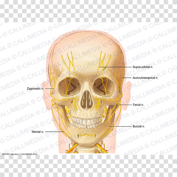 Nerve Head and neck anatomy Anterior triangle of the neck, skull transparent background PNG clipart