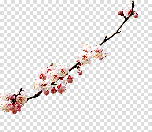 Cherry blossom Watercolor painting, A cherry transparent background PNG clipart