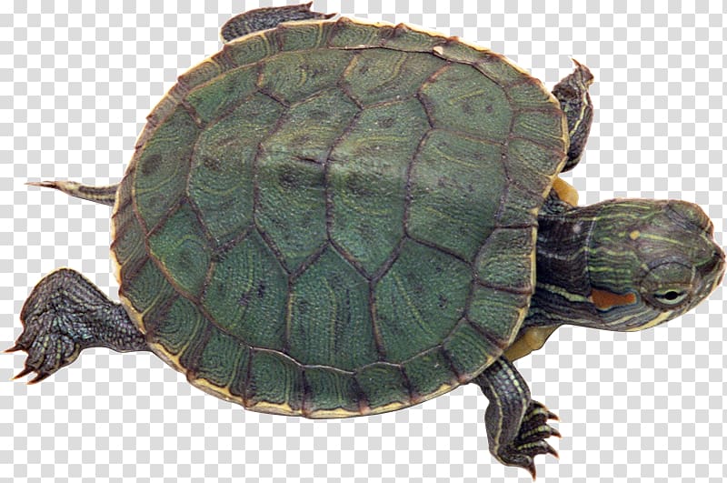 Turtle Reptile Red-eared slider Light Pet, Tortuga transparent background PNG clipart