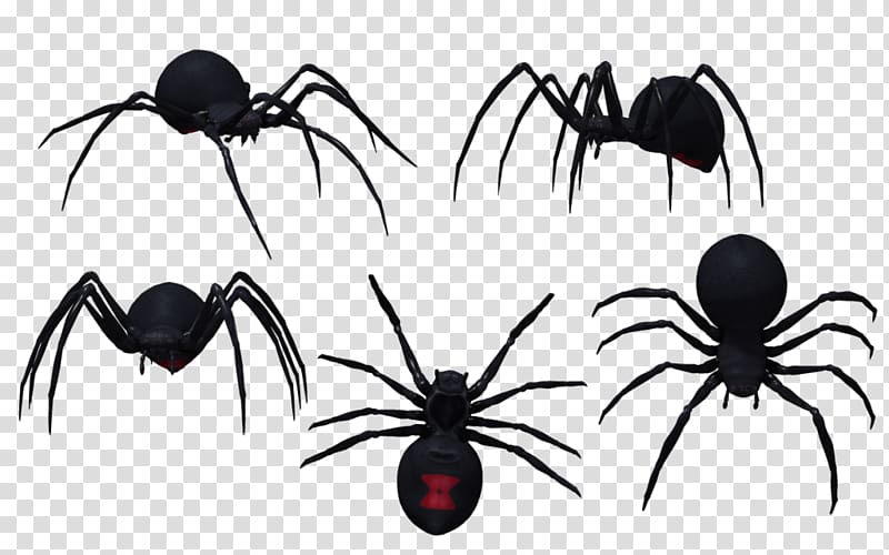 Spider Drawing Latrodectus tredecimguttatus Southern black widow , Black Widow transparent background PNG clipart