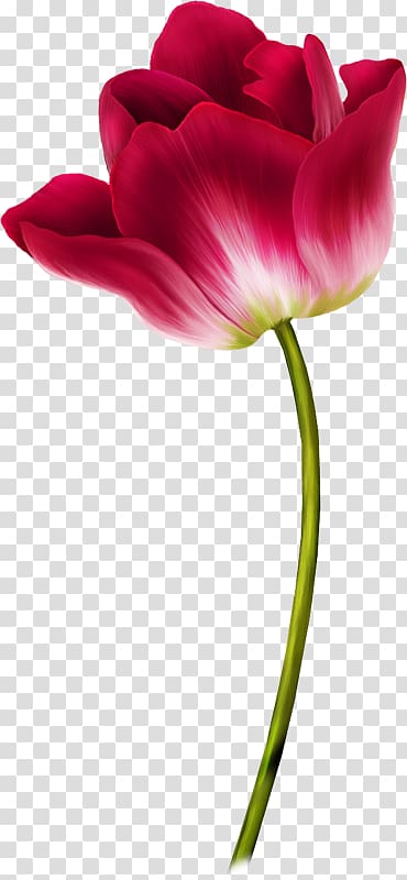 Tulip Flower , Creative Valentine\'s Day transparent background PNG clipart