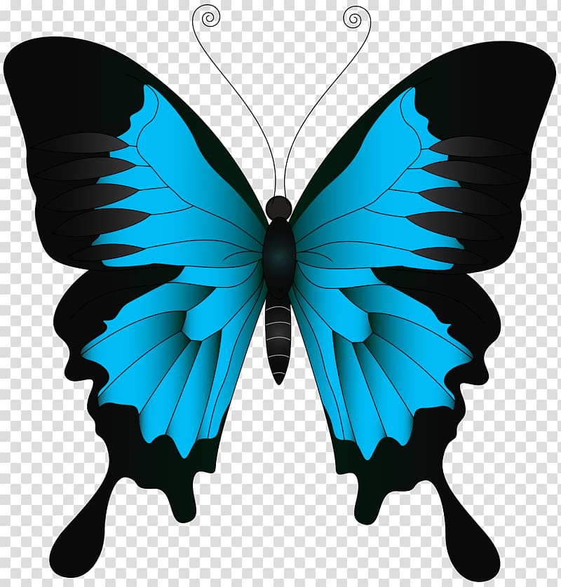 Ulysses butterfly, Swallowtail butterfly Papilio ulysses , Blue Butterfly transparent background PNG clipart