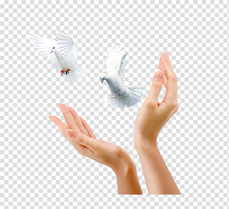 Advertising Gratis Icon, Pigeon gesture transparent background PNG clipart