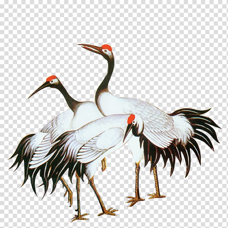 red-crowned crane transparent background PNG clipart