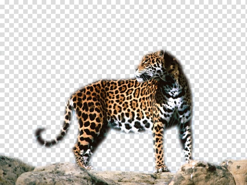 Leopard Jaguar Cheetah Tiger Ocelot, leopard transparent background PNG clipart