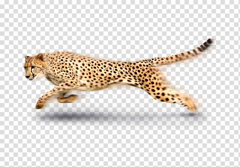 beige and black cheetah running, South African cheetah Leopard Tiger, African cheetah transparent background PNG clipart