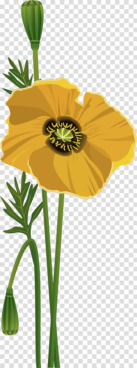 Flower Common poppy Portable Network Graphics Poppies, flower transparent background PNG clipart
