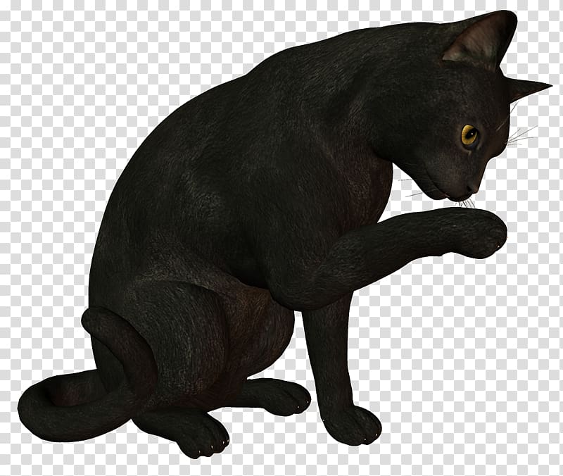Black cat Bombay cat Korat Malayan cat Chartreux, ms. transparent background PNG clipart