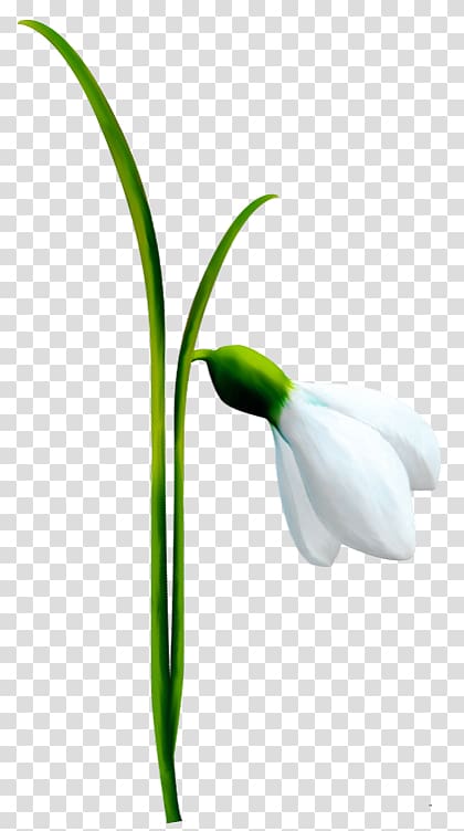 Snowdrop Flower , flower transparent background PNG clipart
