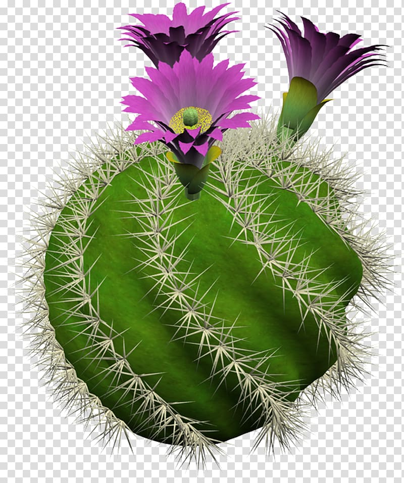 Cactus Culture for Amateurs Cactaceae Strawberry hedgehog cactus Succulent plant, plant transparent background PNG clipart