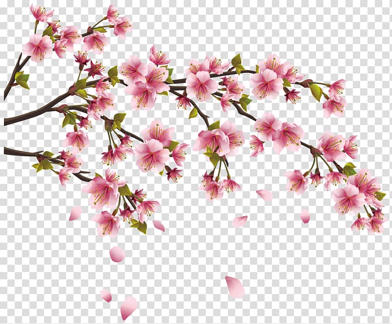 Cherry blossom Wall decal Sticker Branch, cherry blossom transparent background PNG clipart
