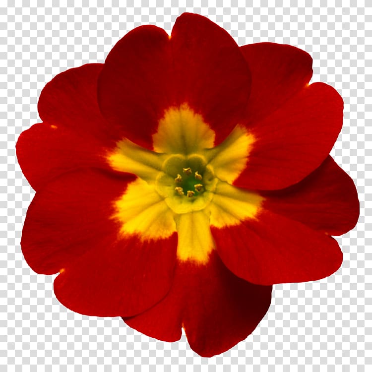 Primrose Gun Sireadh, Gun Iarraidh (Without Seeking, Without Asking) Flower Oganaich An Or-Fhuilt Bhuidhe (The Young Man With The Golden Yellow Hair) Sticker, marigold flowers transparent background PNG clipart
