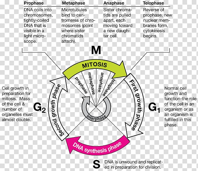 Mitosis Cell cycle Metaphase DNA replication, Cell biology transparent background PNG clipart