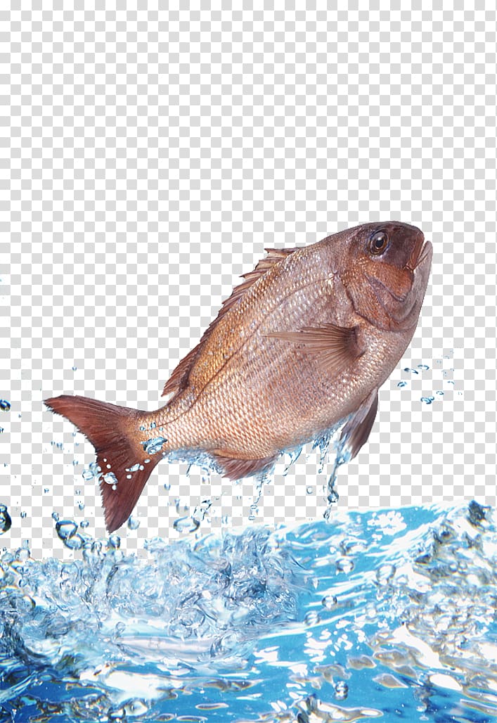 Water Fish , Bream jumped out of the water transparent background PNG clipart