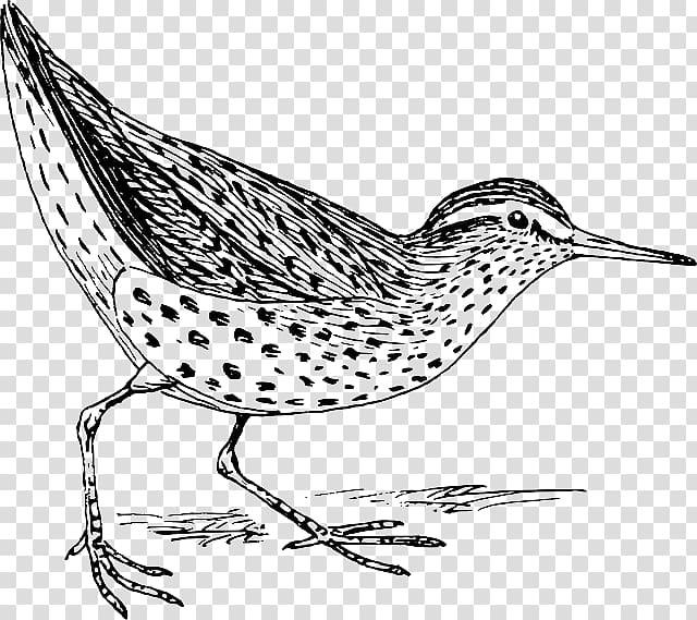 Least sandpiper Drawing , ginkgo ear transparent background PNG clipart