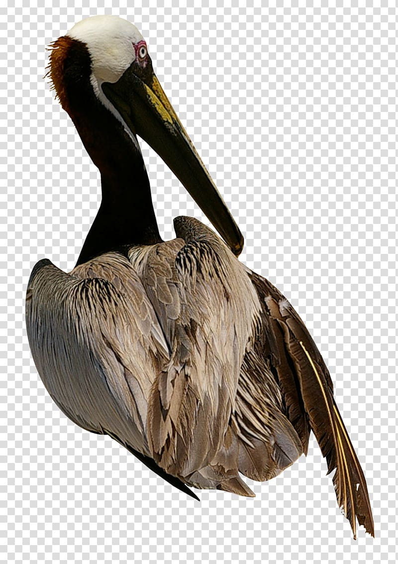 Pelican Bird Cygnini Domestic goose, Goose transparent background PNG clipart