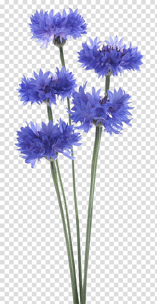 a bunch of cornflower high-definition transparent background PNG clipart