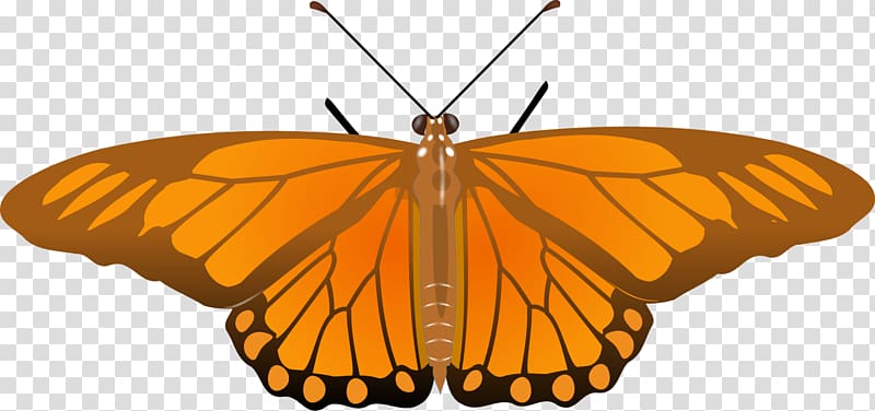 Insect Butterfly Gulf Fritillary Metamorphosis Heliconians, insect transparent background PNG clipart