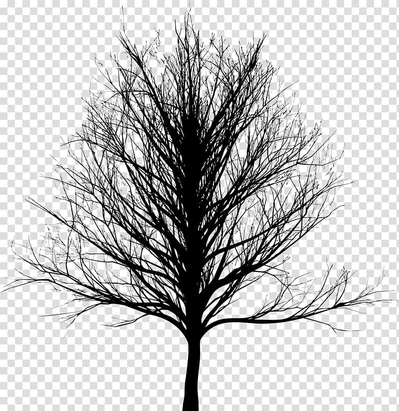 Tree Bald cypress Oak, tree silhouette transparent background PNG clipart