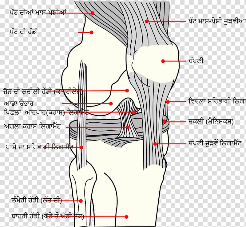 Knee Medial collateral ligament Anterior cruciate ligament Posterior cruciate ligament, knee transparent background PNG clipart