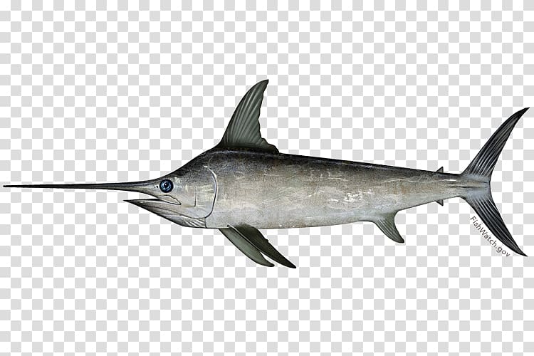 Swordfish Marlin Fishing Atlantic mackerel Fishery, Fishing transparent background PNG clipart