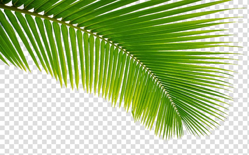 Palm Sunday Easter Bible Holy Week Wish, palm tree transparent background PNG clipart